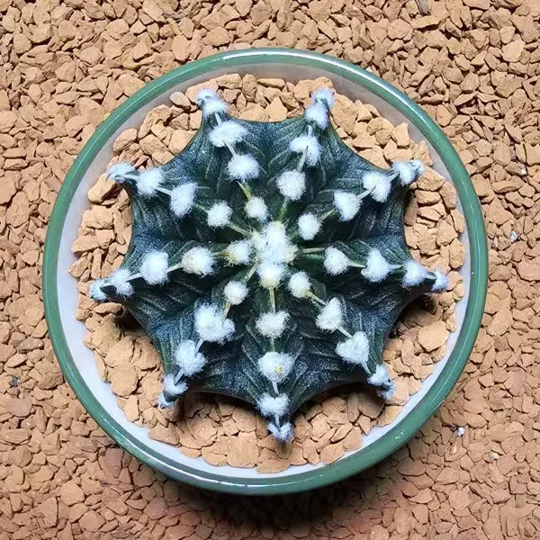 Gymnocalycium Vos1241 5 cm Boyutunda Özel Tür Kaktüs