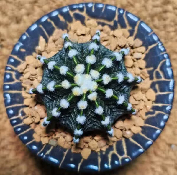 Gymnocalycium Vos1241 5 cm Boyutunda Özel Tür Kaktüs