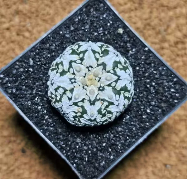 Astrophytum V-Cactus 4 cm boyutunda Özel Tür Kaktüs