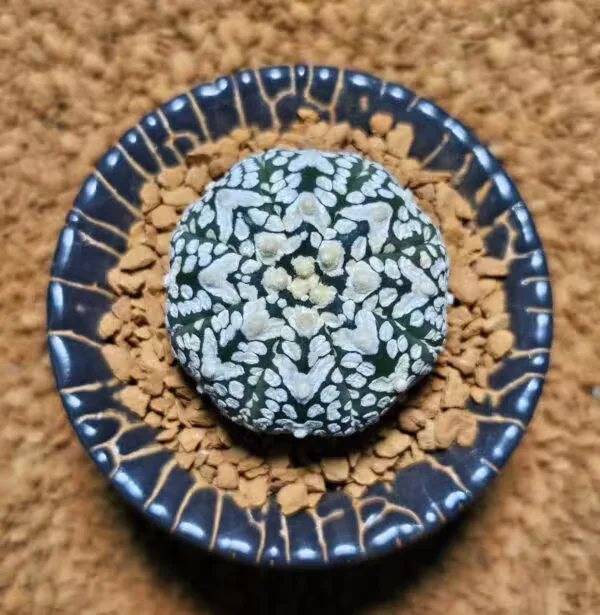Astrophytum V-Cactus 4 cm boyutunda Özel Tür Kaktüs