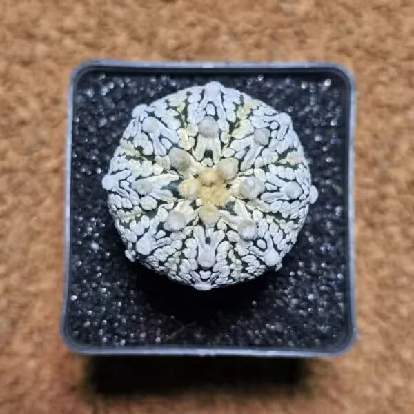 Astrophytum V-Cactus 4 cm Çap - 5 cm Boyunda Özel Tür Kaktüs