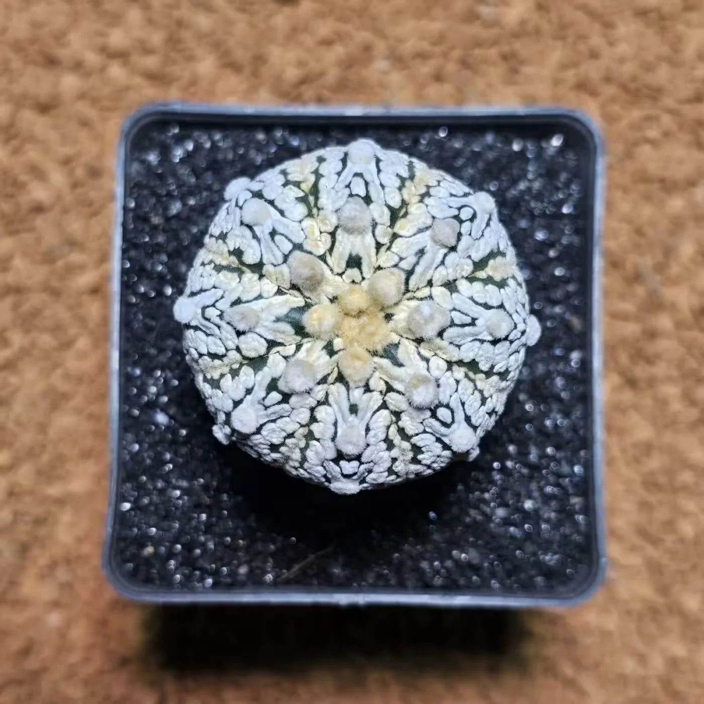 Previous Product Image