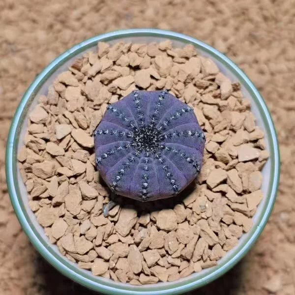 Frailea Castanea  Kestane Kaktüs  3 cm Boyutunda Özel Tür Kaktüs