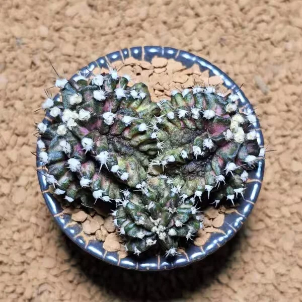 T-Rex Gymnocalycium Koleksiyonluk Özel Tür Kaktüs