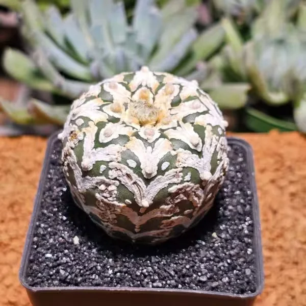 Astrophytum Snow Büyük Boy Özel Tür Kaktüs