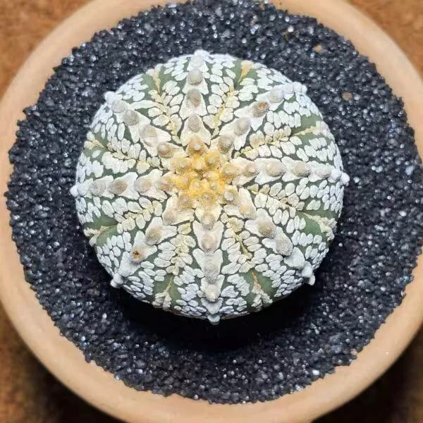 Astrophytum Snow Büyük Boy Özel Tür Kaktüs