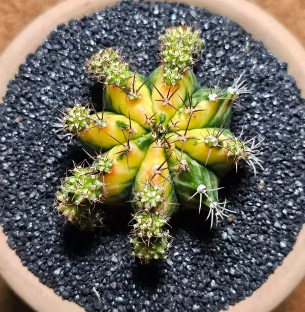 Gymnocalycium Multicolor B  6 cm Boyutunda Özel Tür Kaktüs