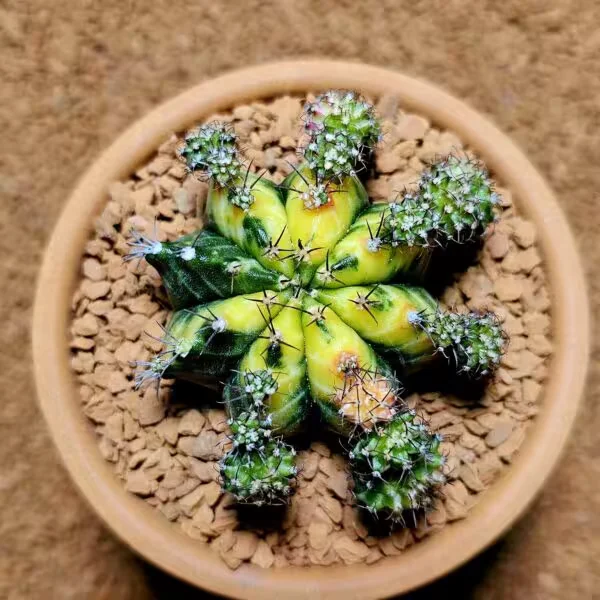 Gymnocalycium Multicolor B  5,5 cm Boyutunda Özel Tür Kaktüs
