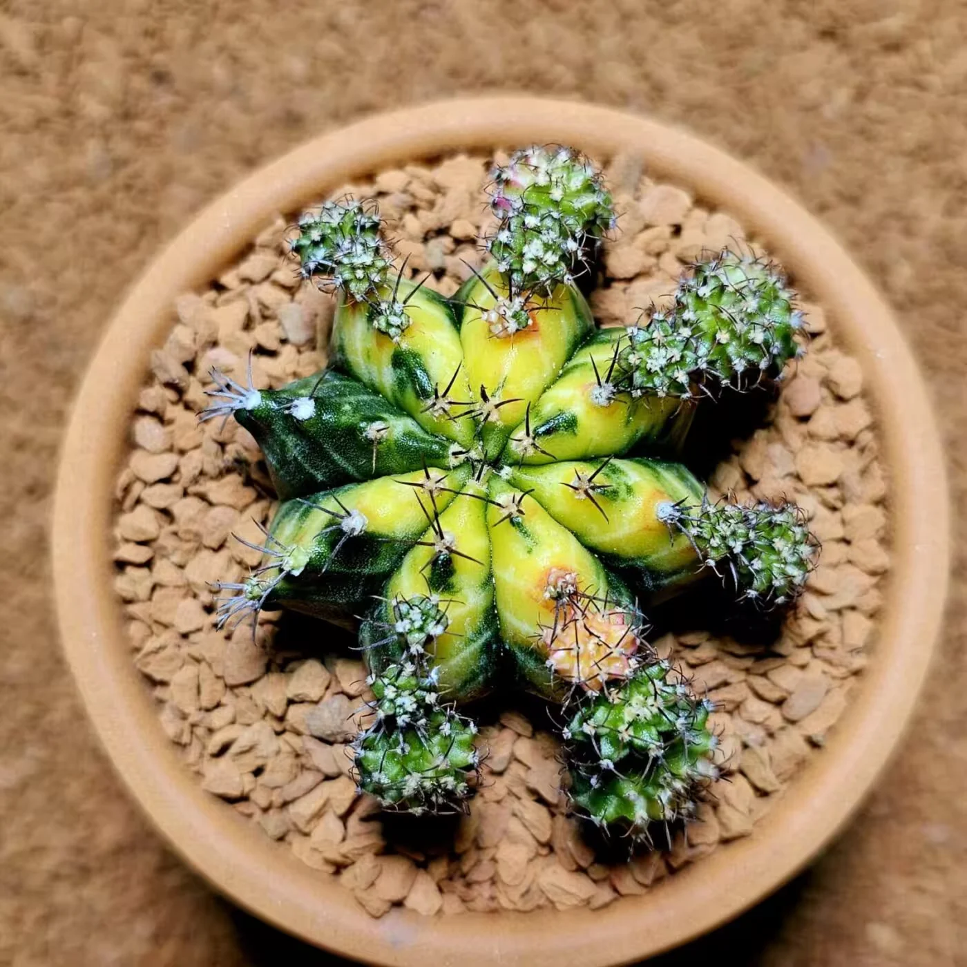 Previous Product Image