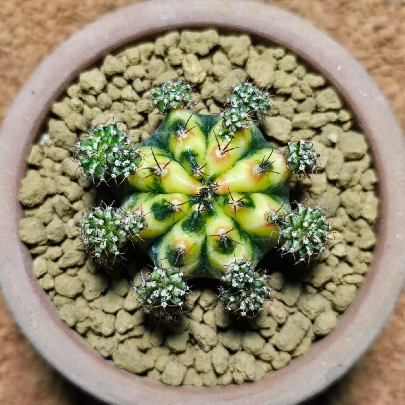 Previous Product Image
