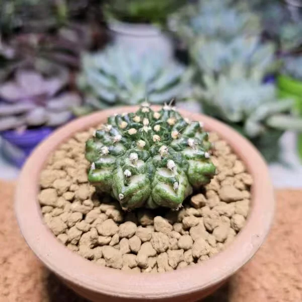 T-Rex Gymnocalycium Koleksiyonluk Özel Tür Kaktüs