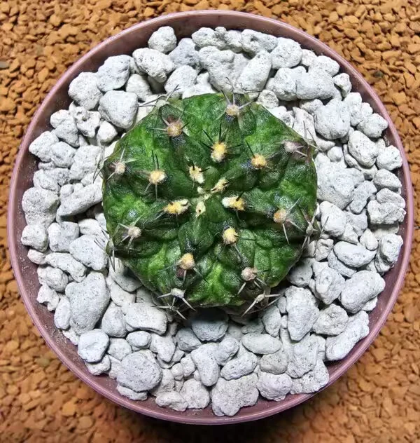 T-Rex Gymnocalycium Koleksiyonluk Özel Tür Kaktüs