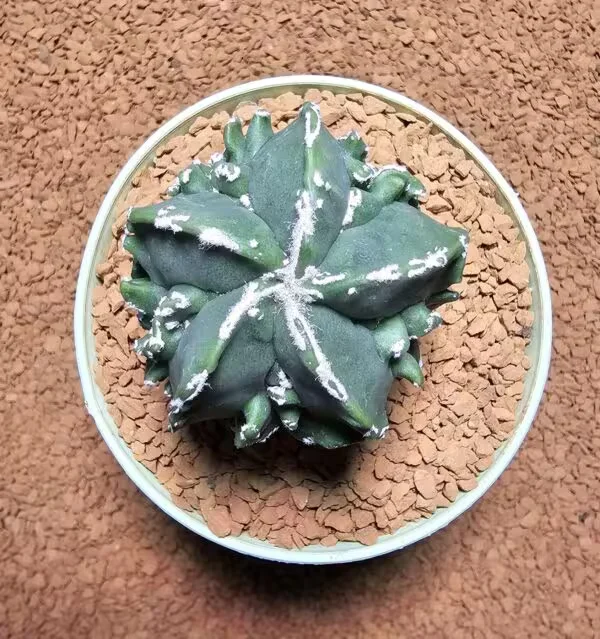 Astrophytum Fukuryu Hakujo Özel Tür
