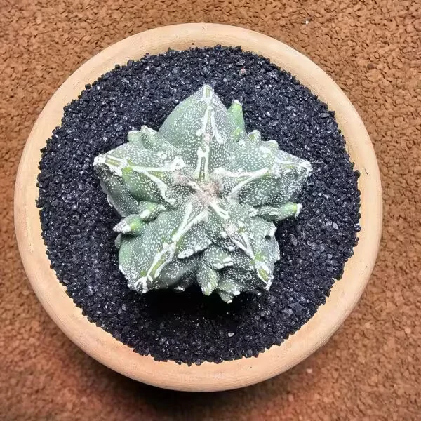 Astrophytum Fukuryu Hakujo Özel Tür