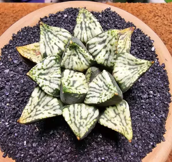 Haworthia Pandora Picta Hybrid Özel Tür