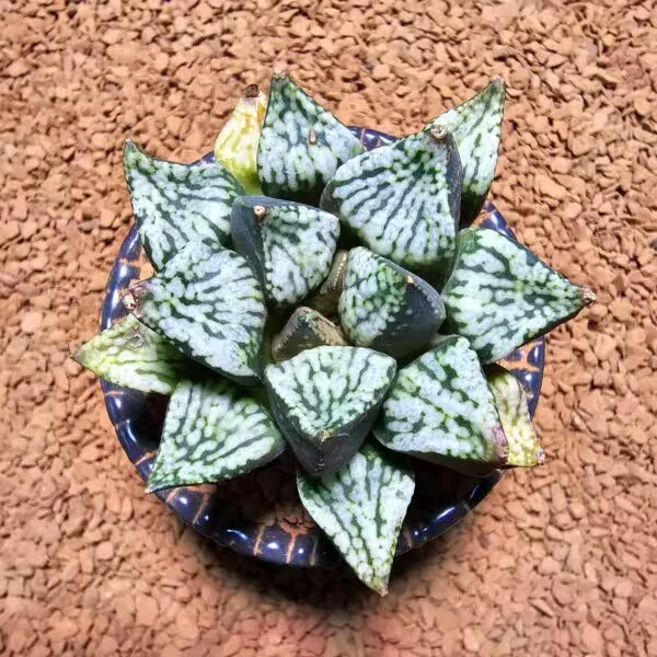 Haworthia Pandora Picta Hybrid Özel Tür