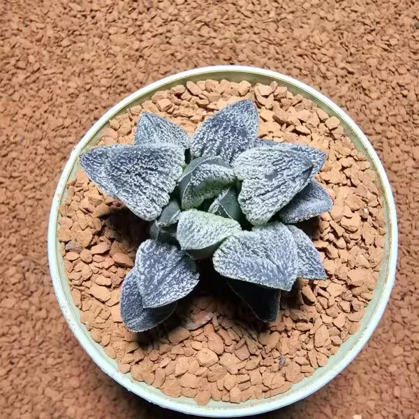 Haworthia Pygmaea Yukino Sato Powder Sugar Koleksiyoluk Tür