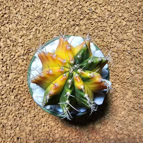 Gymnocalycium 5,5 cm Özel Tür Kaktüs