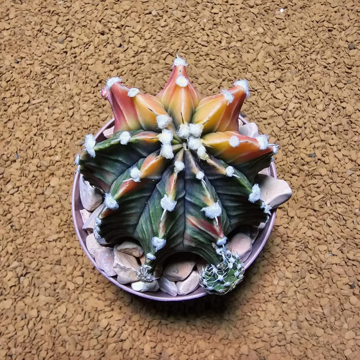 Next Product Image