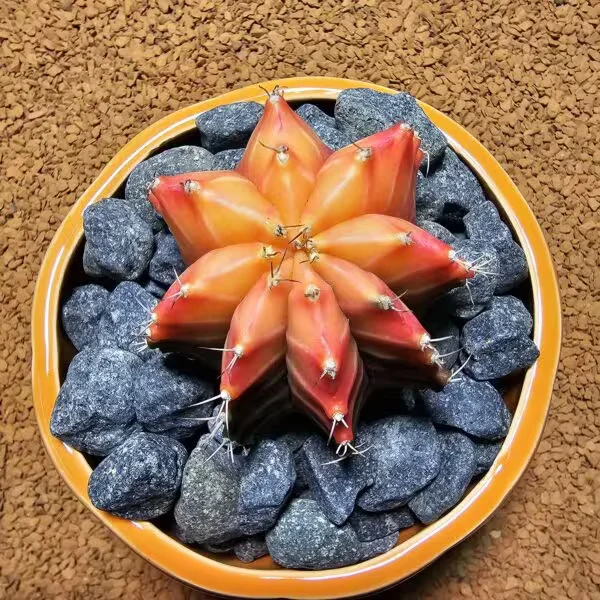 Gymnocalycium 7 cm Özel Tür Kaktüs