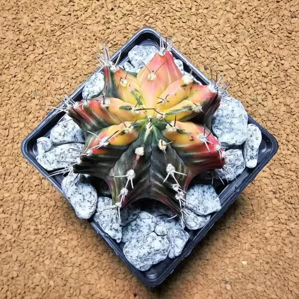 Gymnocalycium 8 cm Özel Tür Kaktüs