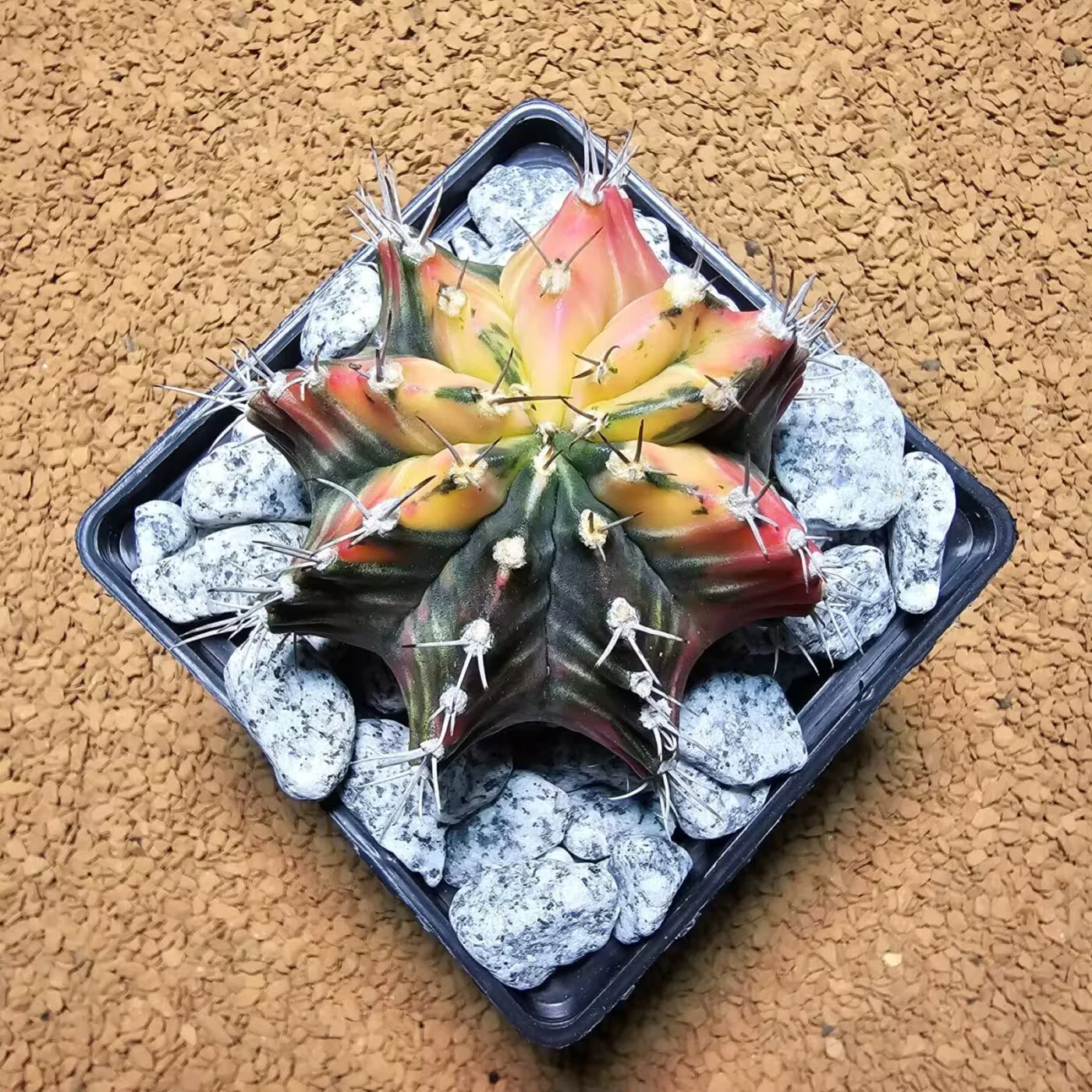 Previous Product Image