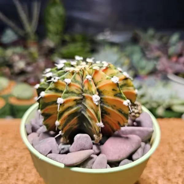 Gymnocalycium 7 cm Özel Tür Kaktüs