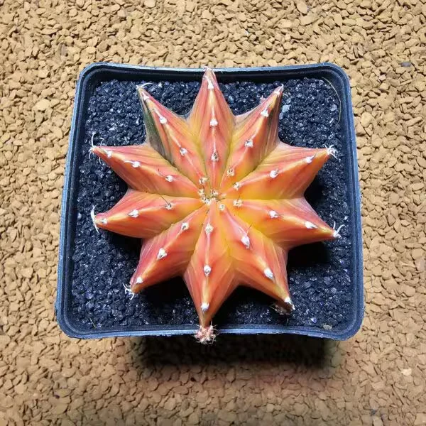 Gymnocalycium 5,5 cm Özel Tür Kaktüs