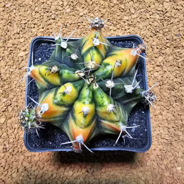 Gymnocalycium 7 cm Özel Tür Kaktüs
