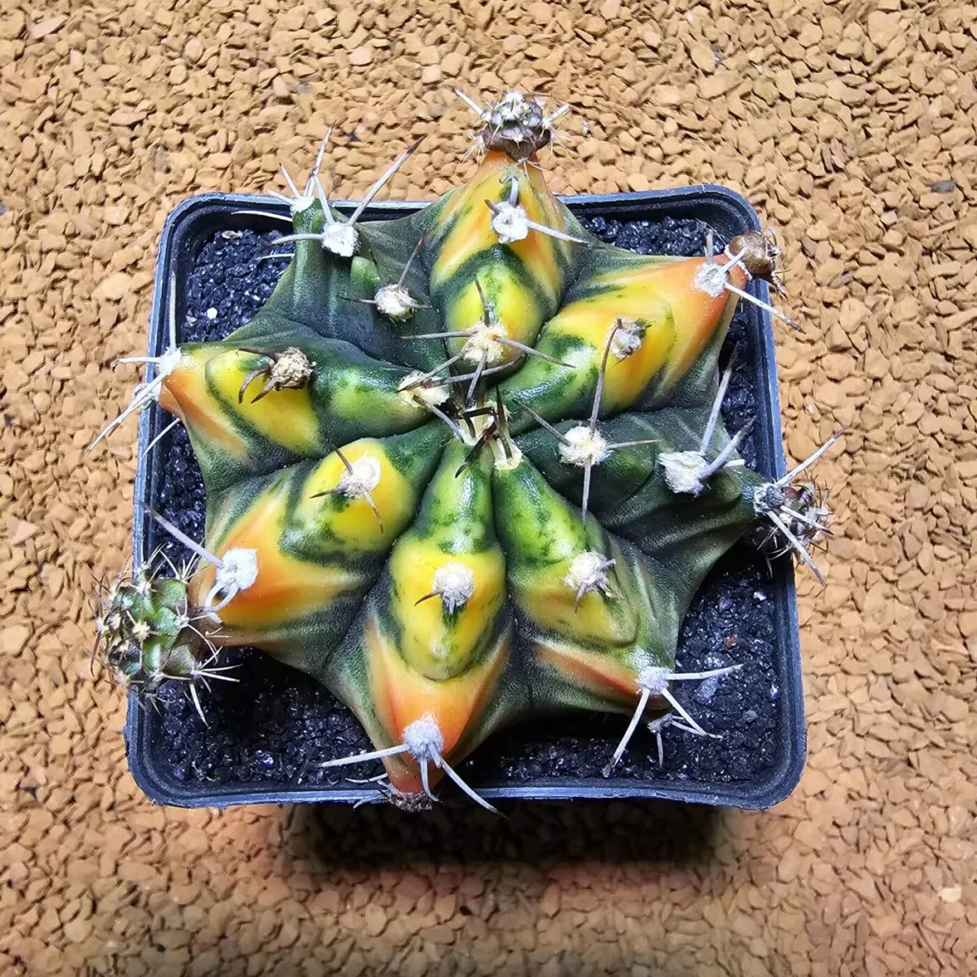 Next Product Image