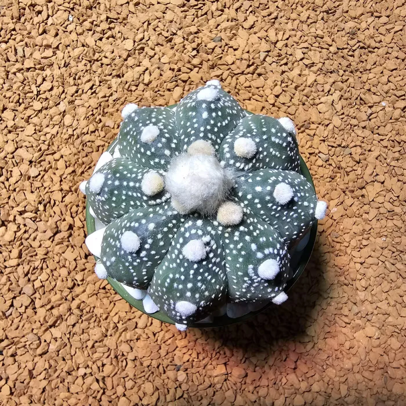 Previous Product Image