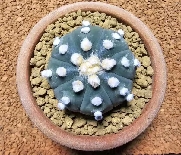 Astrophytum Asterias 5 cm Boyutunda Özel Tür Kaktüs