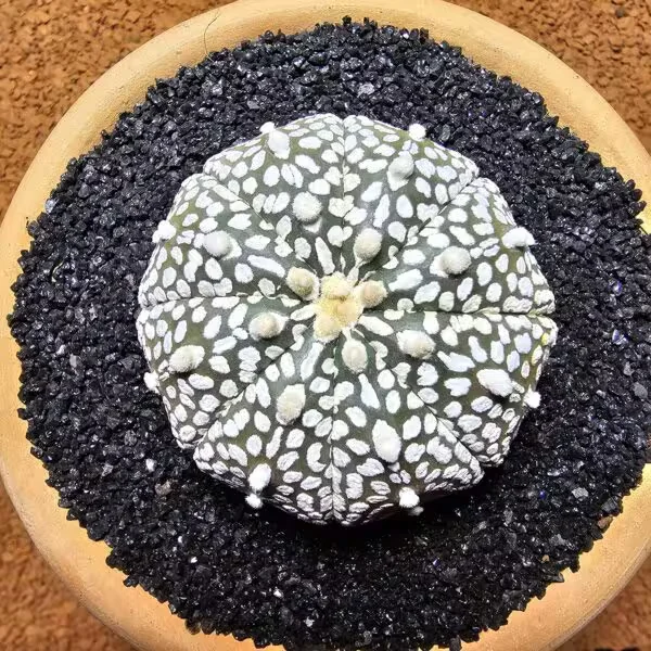 Astrophytum Asterias 5,5 cm Boyutunda Özel Tür Kaktüs