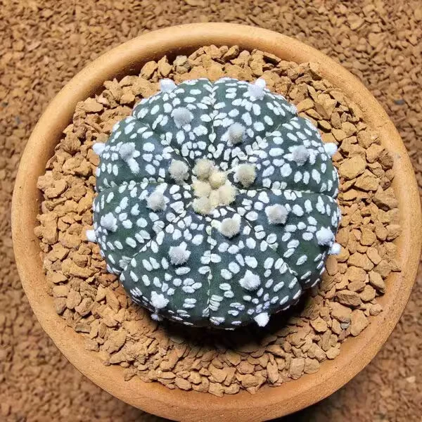 Astrophytum Asterias 5 cm Boyutunda Özel Tür Kaktüs
