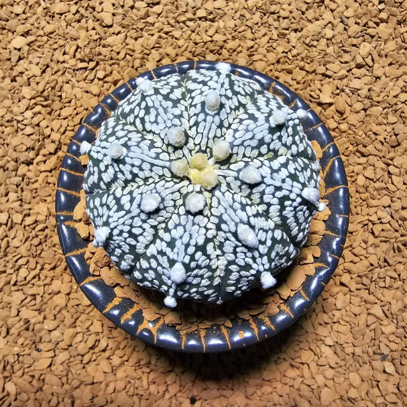 Next Product Image
