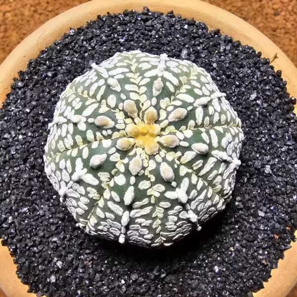 Astrophytum Asterias 5 cm Boyutunda Özel Tür Kaktüs