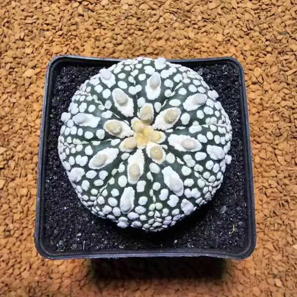 Astrophytum Asterias 5 cm Boyutunda Özel Tür Kaktüs