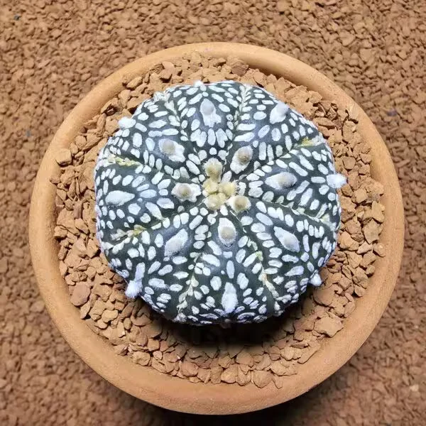 Astrophytum Asterias 5 cm Boyutunda Özel Tür Kaktüs