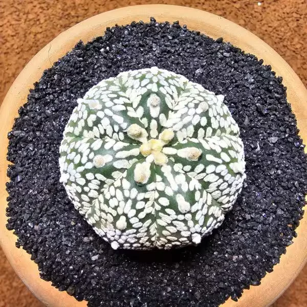 Astrophytum Asterias 5 cm Boyutunda Özel Tür Kaktüs