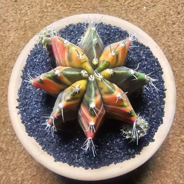 Gymnocalycium 6,5 cm Özel Tür Kaktüs