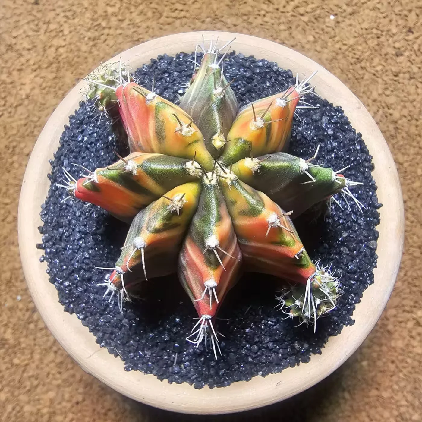 Next Product Image