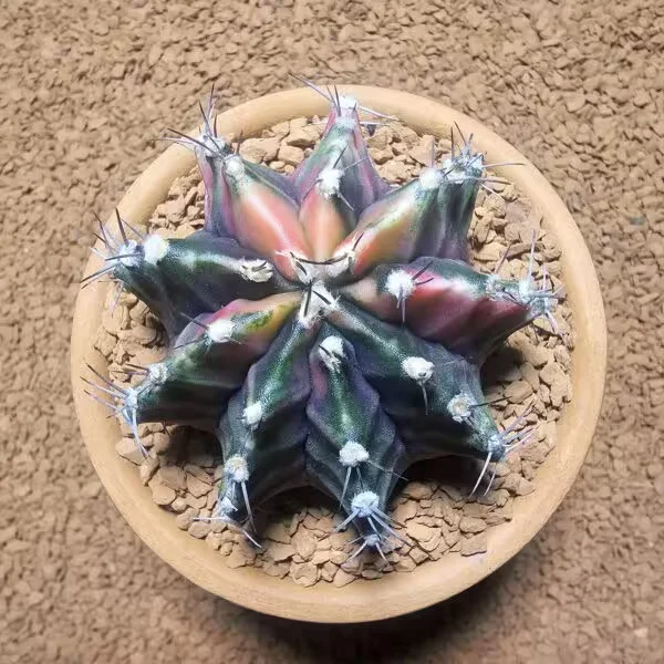 Gymnocalycium 6,5 cm Özel Tür Kaktüs