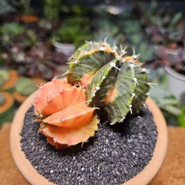 Gymnocalycium 6,5 cm Özel Tür Kaktüs