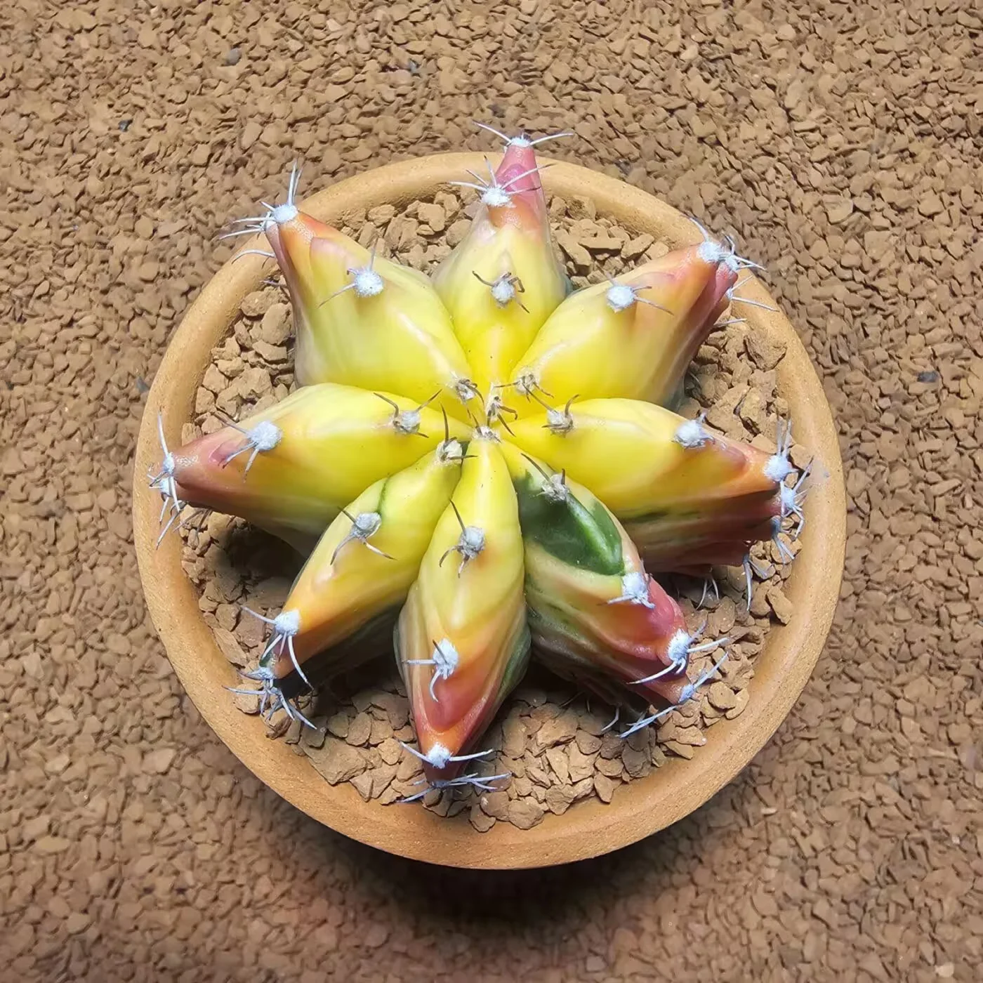 Previous Product Image