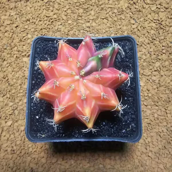 Gymnocalycium 5 cm Özel Tür Kaktüs