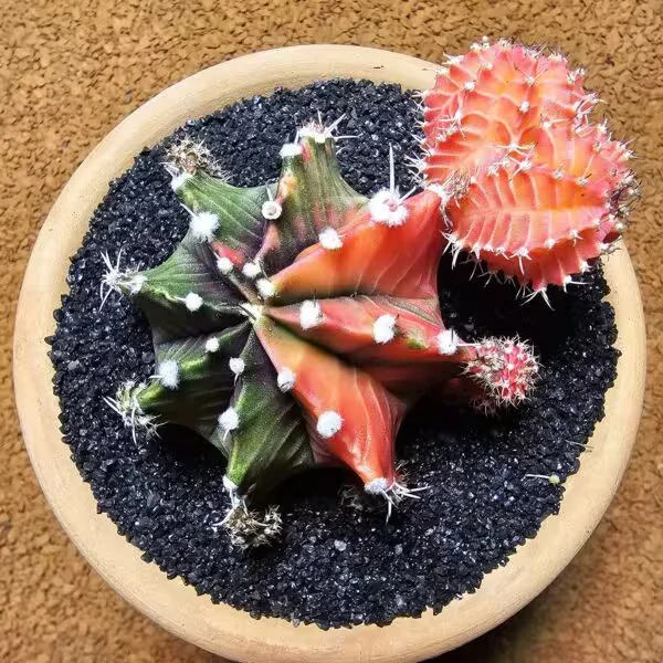 Gymnocalycium 6 cm Özel Tür Kaktüs