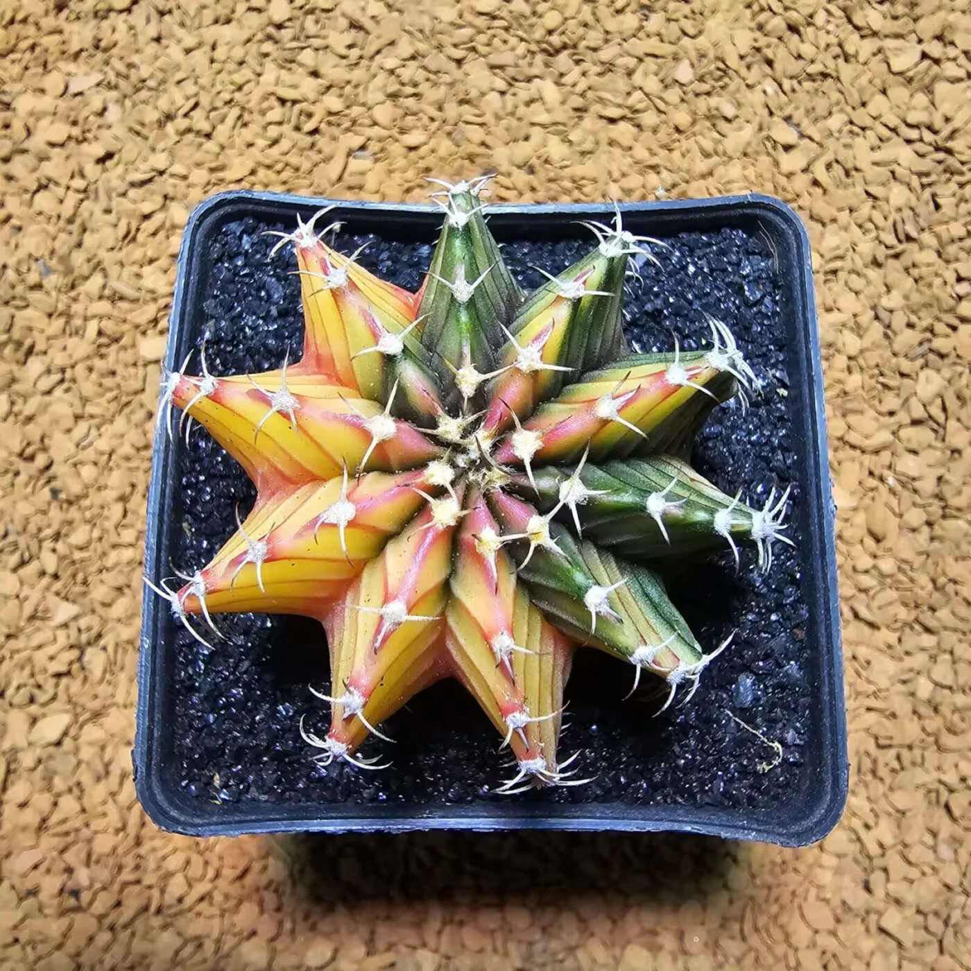 Previous Product Image