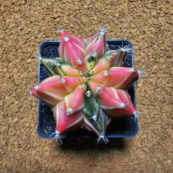 Gymnocalycium 6,5 cm Özel Tür Kaktüs
