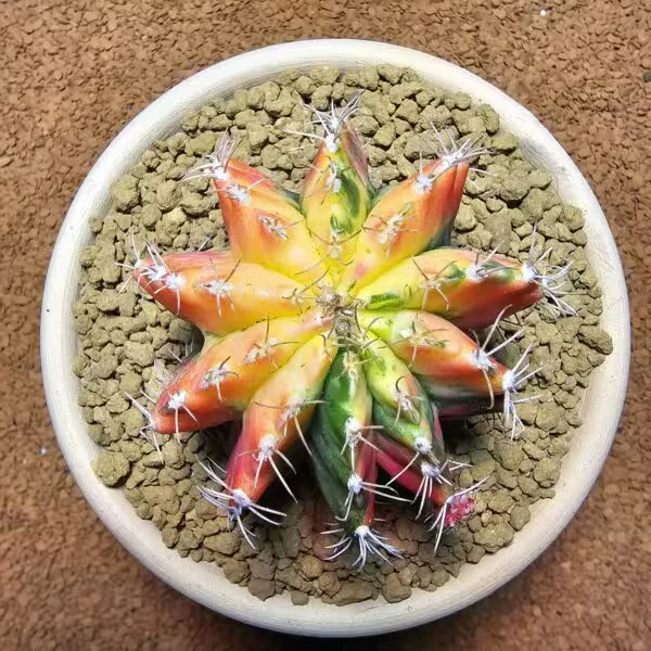 Gymnocalycium 7 cm Özel Tür Kaktüs