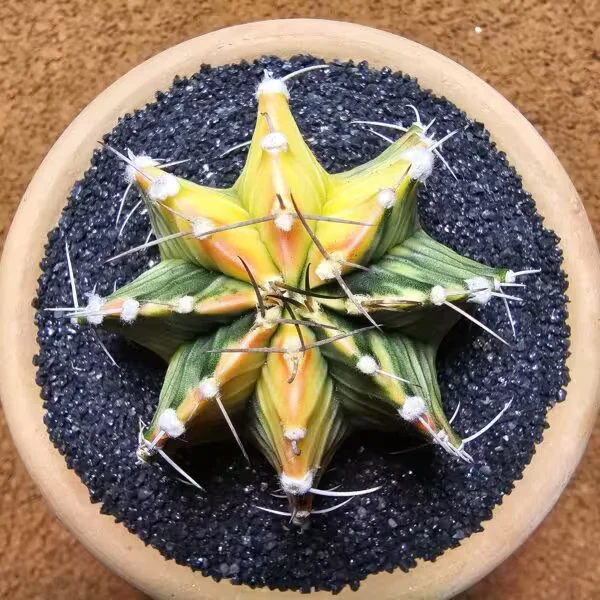 Gymnocalycium 7 cm Özel Tür Kaktüs
